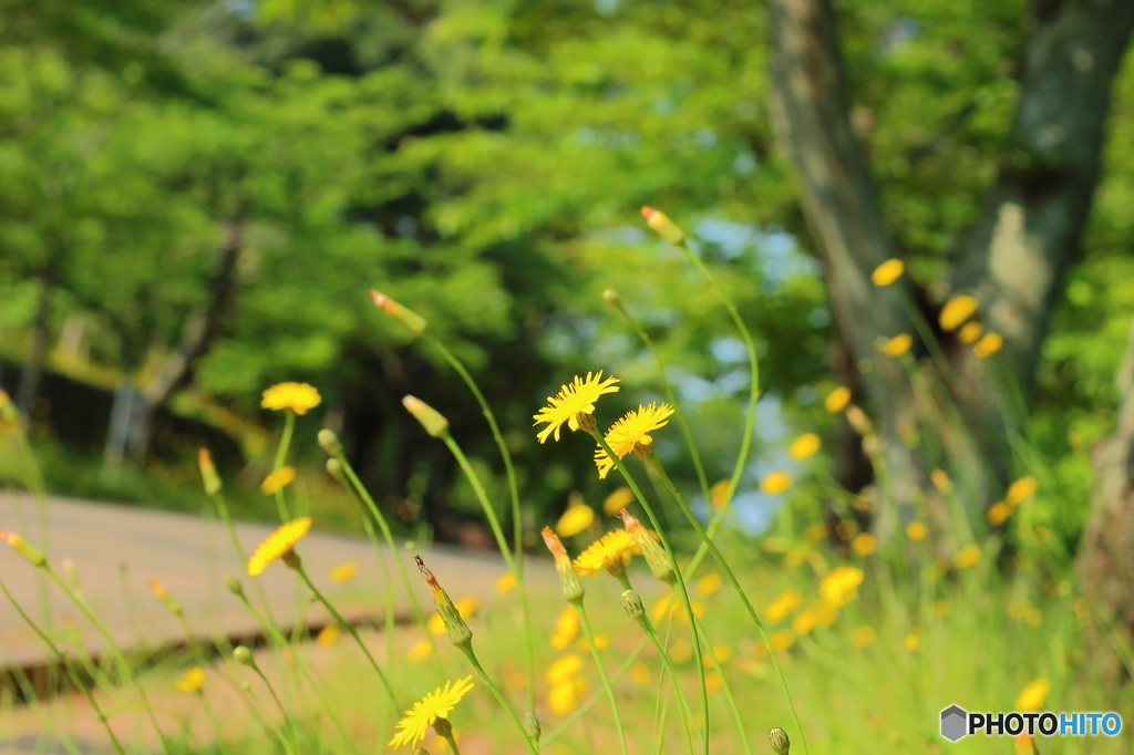 太陽に向かって