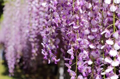 藤の花