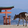 参拝客