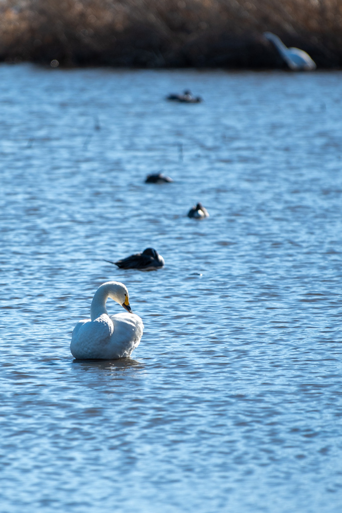 20260103 城沼 DSC_9801-2