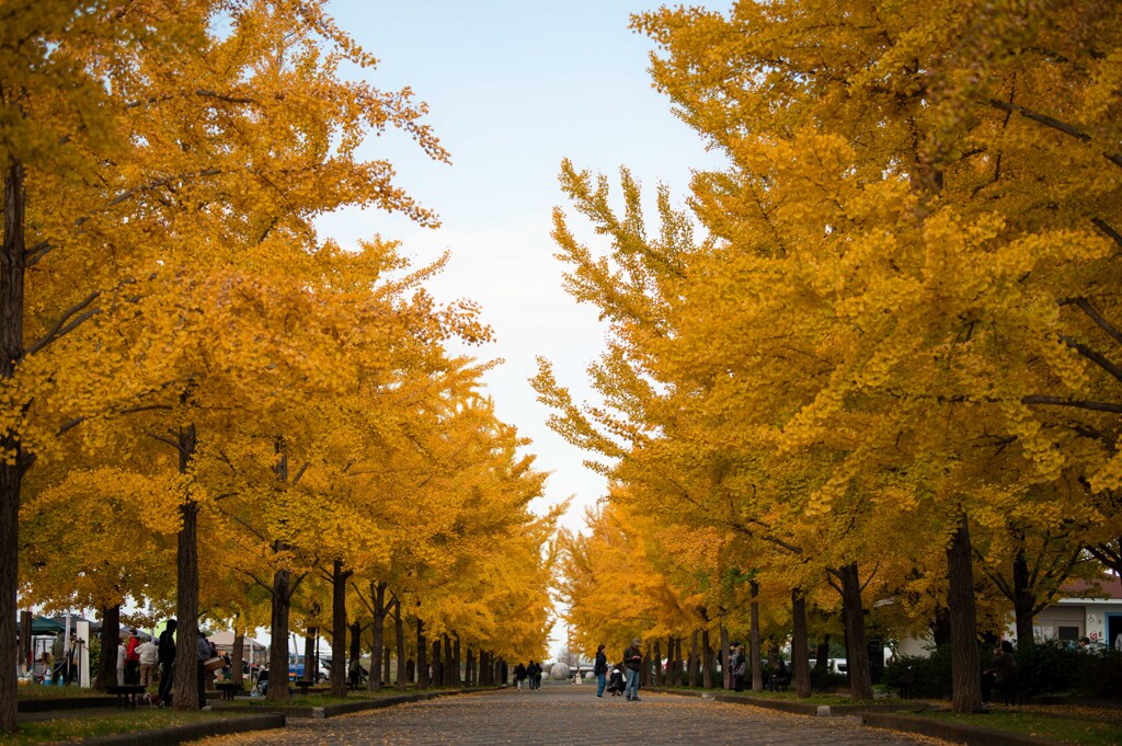加須はなさき公園_20251116_DSC_3357-2
