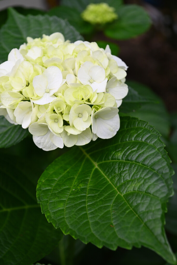 20250608_権現堂_DSC_1165_2