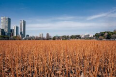 20260115 不忍池 DSC_4194-2