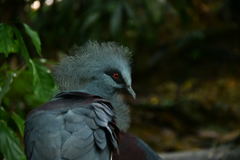 出張41日目 ジュロンバードパーク