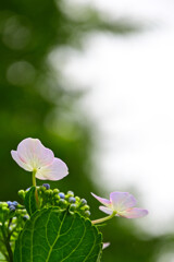 20250608_権現堂_DSC_1110_2