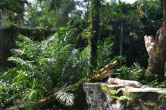 出張5日目 シンガポール動物園 いつも寝てるホワイトタイガー