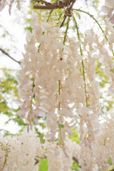 20250420_玉敷神社_DSC_9860_2