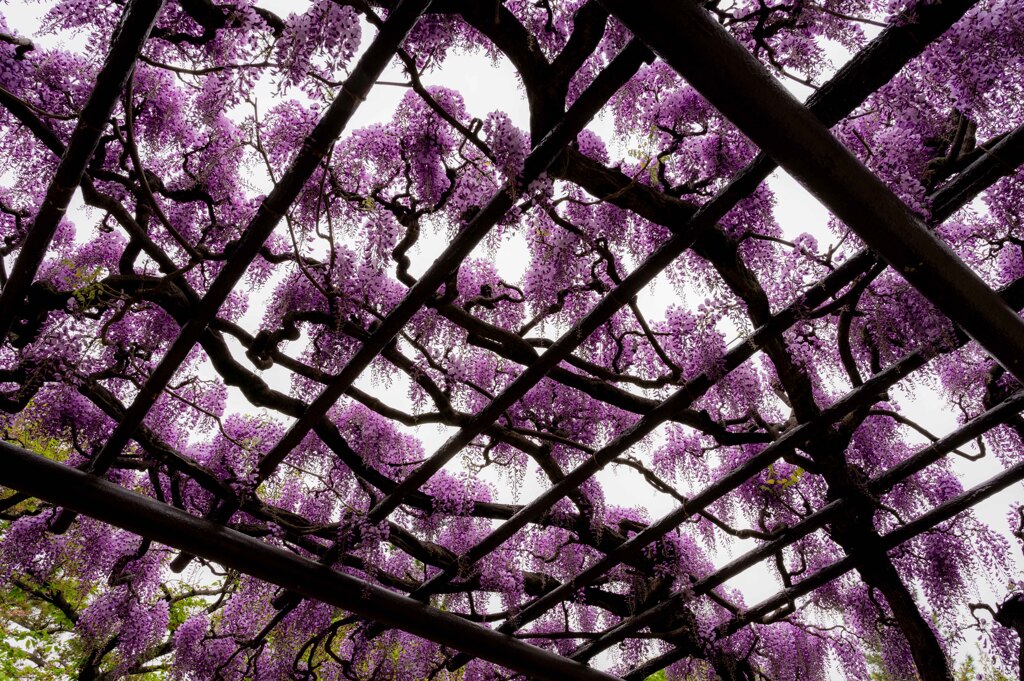 20250420_玉敷神社_DSC_9843_2