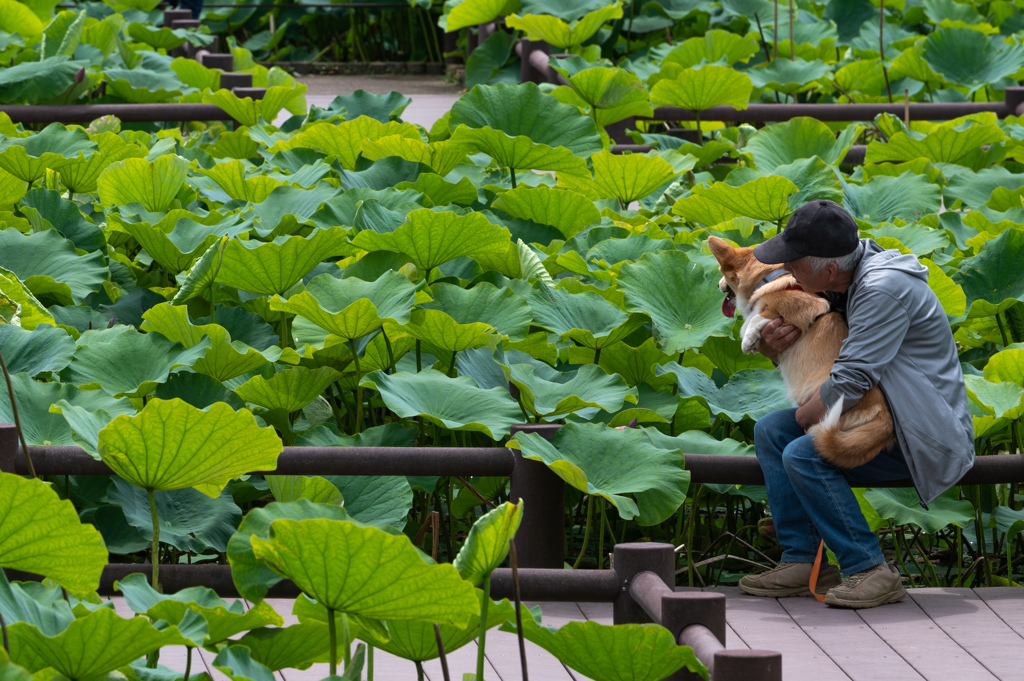古代蓮の里①-10