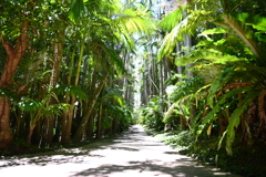 沖縄出張08_東南植物楽園