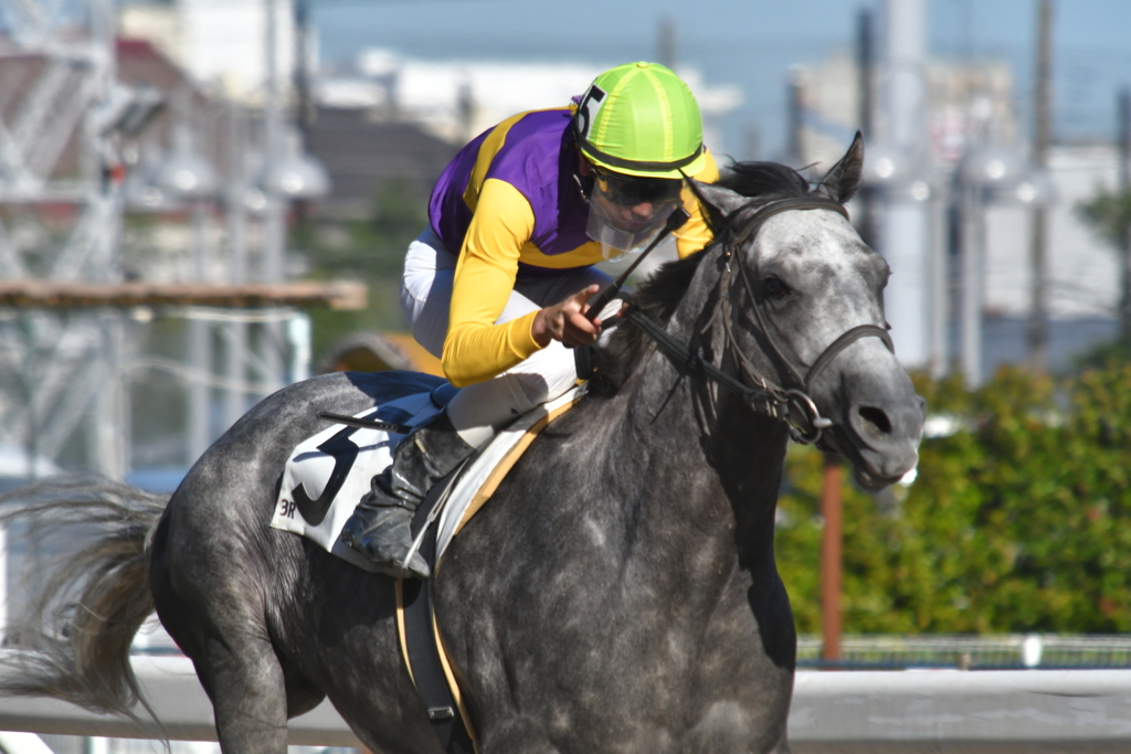 DSC_8202_真島 大輔_1600