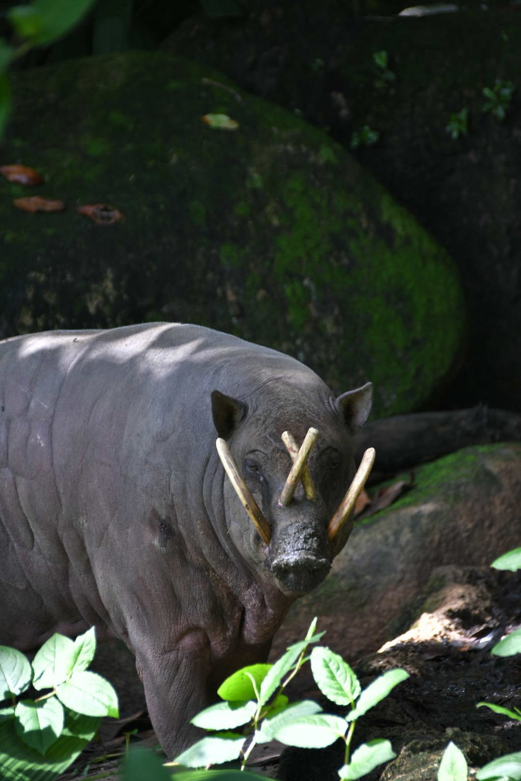 出張5日目 シンガポール動物園 サイ