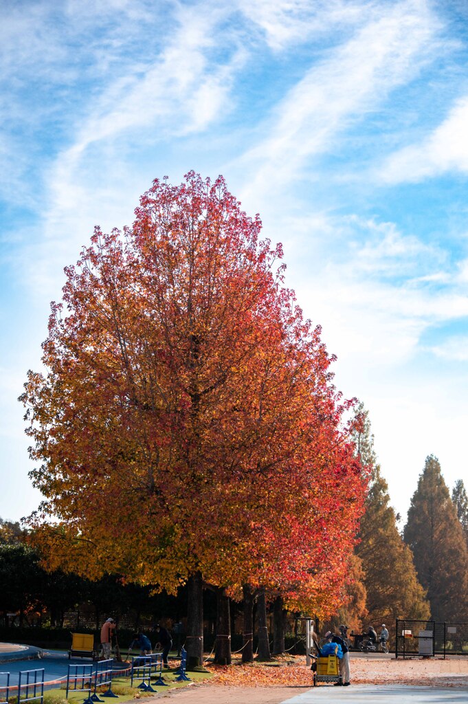 加須はなさき公園_20251124_DSC_3434-2