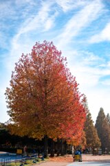 加須はなさき公園_20251124_DSC_3434-2