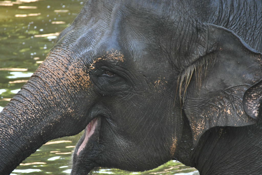 出張5日目 シンガポール動物園 ゾウ