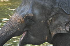 出張5日目 シンガポール動物園 ゾウ