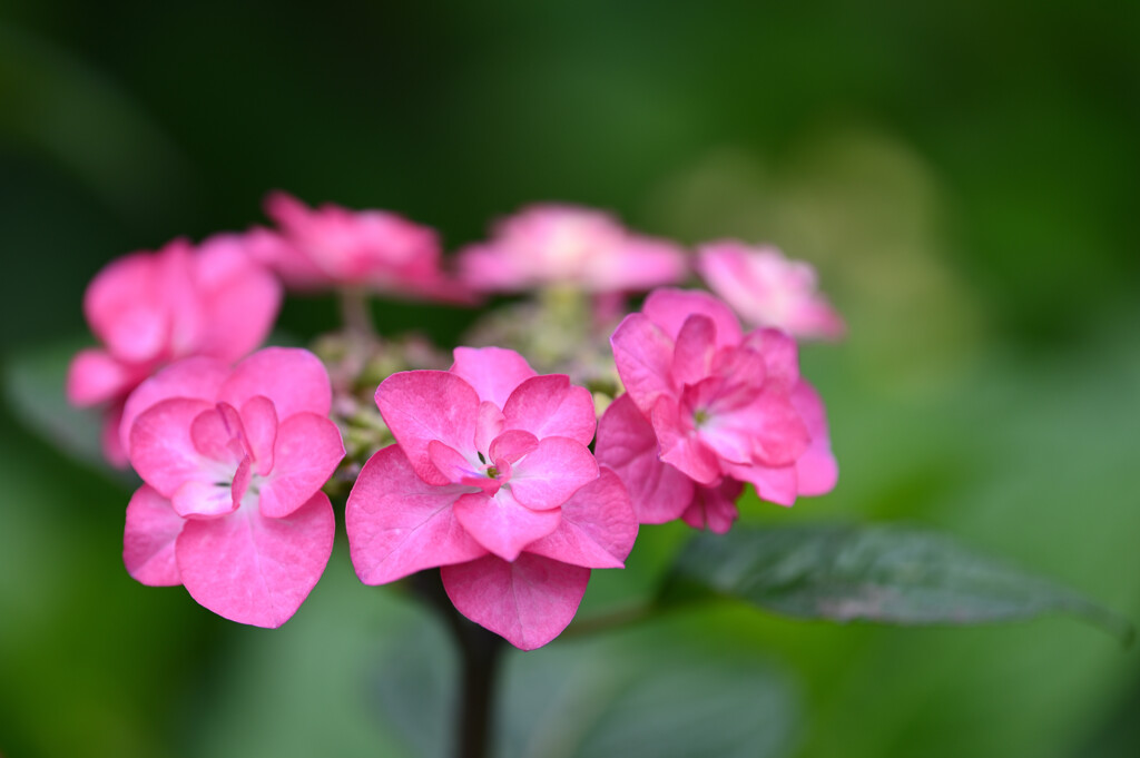 20250601_権現堂_DSC_0850_2