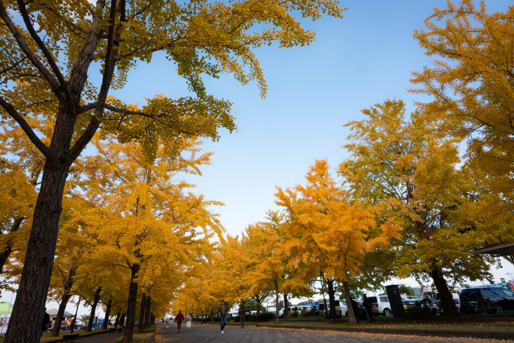 加須はなさき公園_20251116_DSC_3347-2