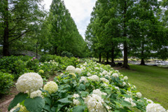 加須はなさき水上公園_05