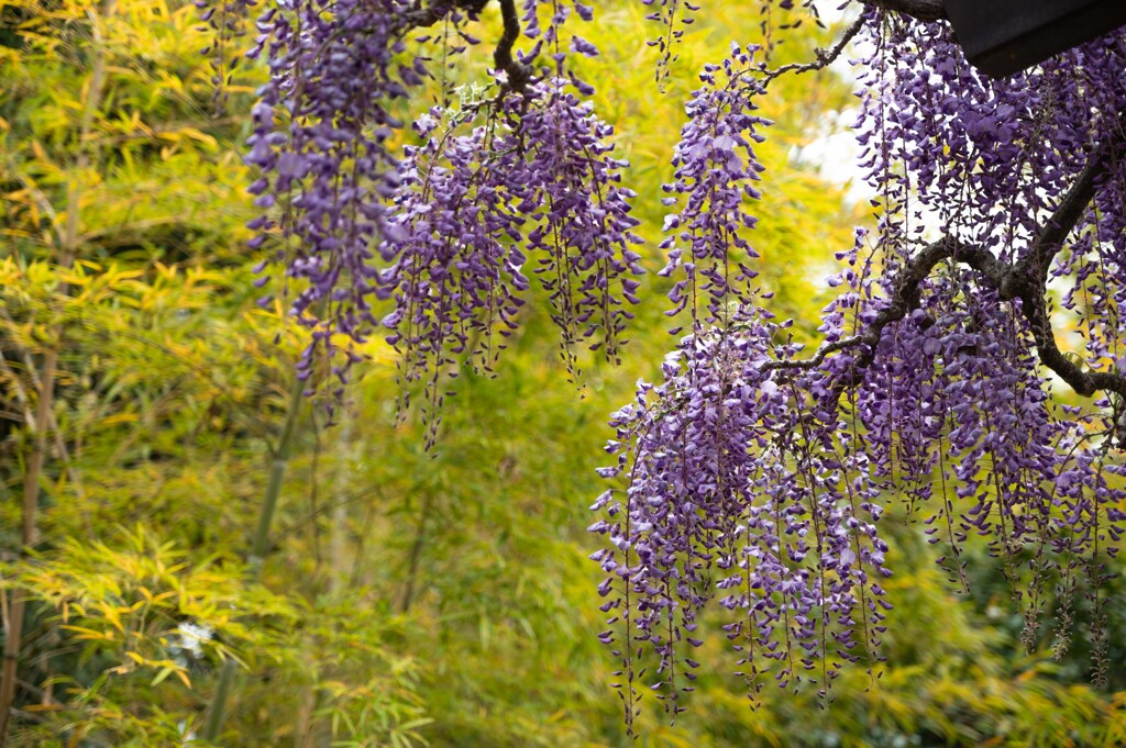 20250420_玉敷神社_DSC_9889_2