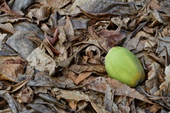 出張16日目 シンガポール植物園