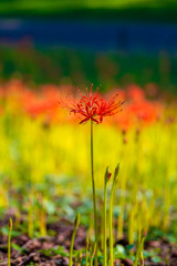 20250923_権現堂_DSC_2856-2