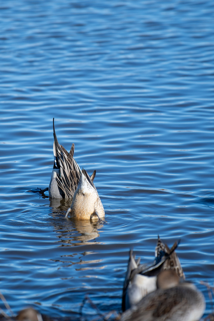 20260103 城沼 DSC_9879-2