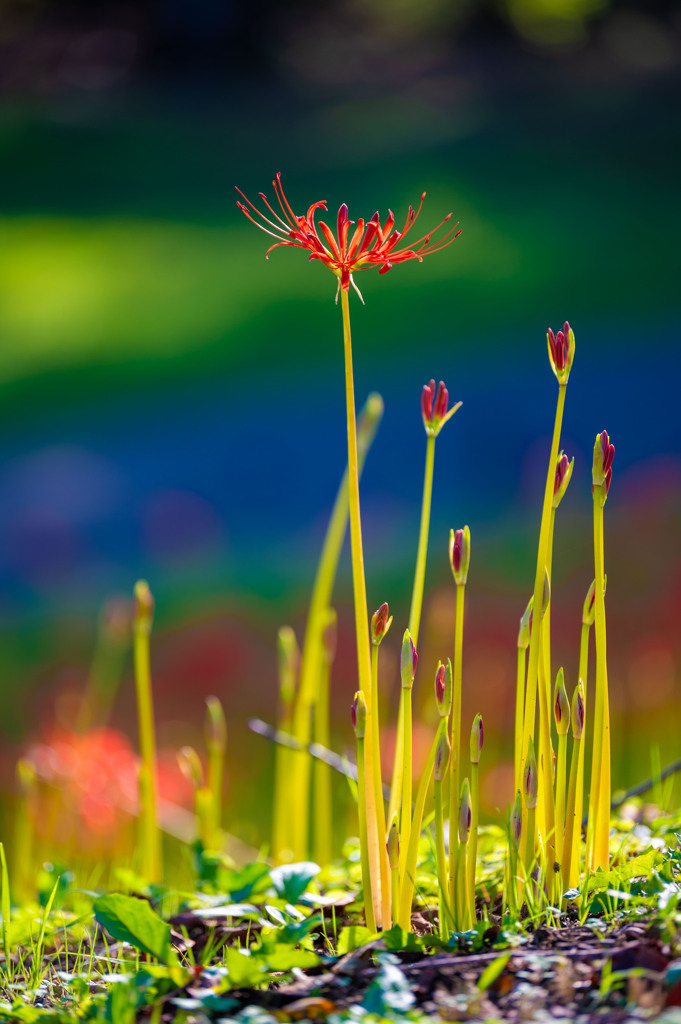 20250923_権現堂_DSC_2848-2