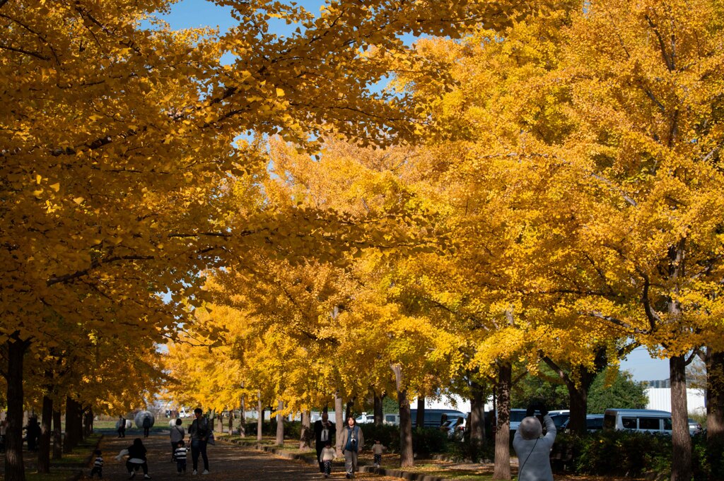 加須はなさき公園_20251116_DSC_3409-2