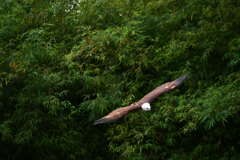 出張20日目 ジュロンバードパーク