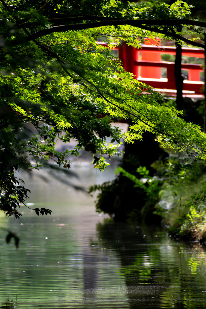 西日本出張_20250903_栗林公園_DSC_2260-2