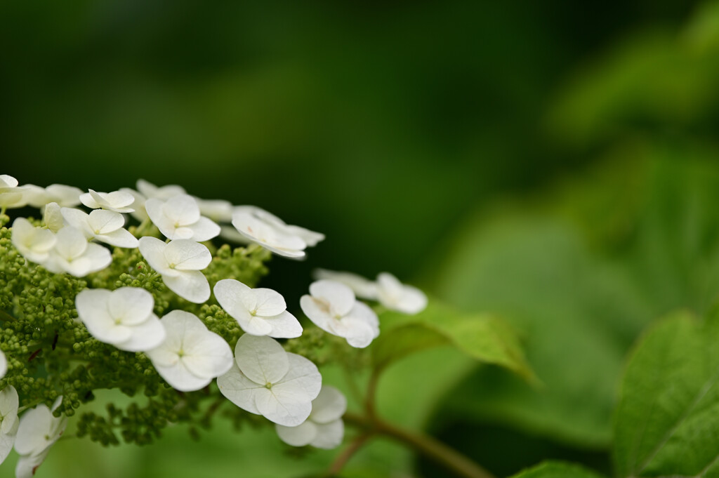 20250601_権現堂_DSC_0842_2