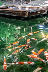 西日本出張_20250903_栗林公園_DSC_2169-2