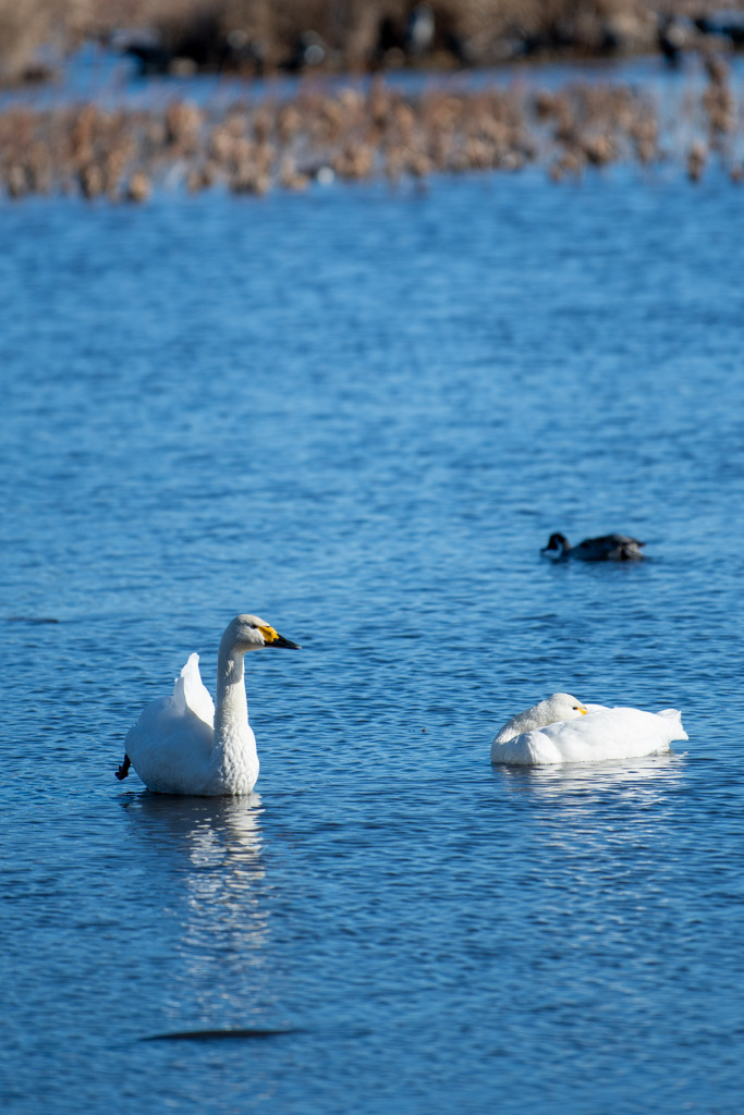 20260103 城沼 DSC_9785-2