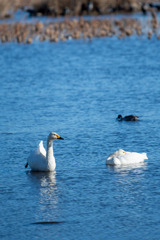 20260103 城沼 DSC_9785-2