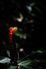 沖縄出張03_東南植物楽園