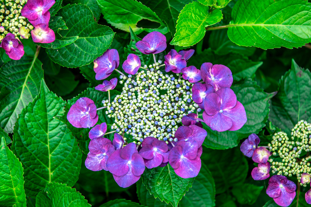 20250608_権現堂_DSC_1096-3