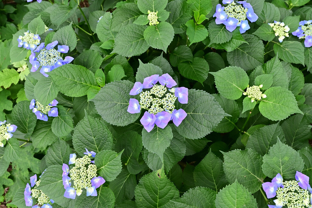20250608_権現堂_DSC_1100_2