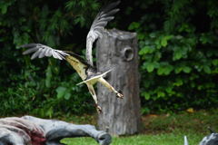 出張20日目 ジュロンバードパーク