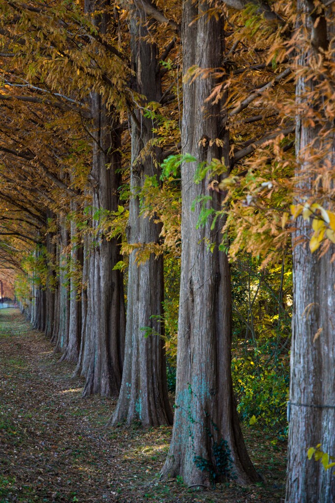 加須はなさき公園_20251130_DSC_9687-2