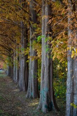 加須はなさき公園_20251130_DSC_9687-2