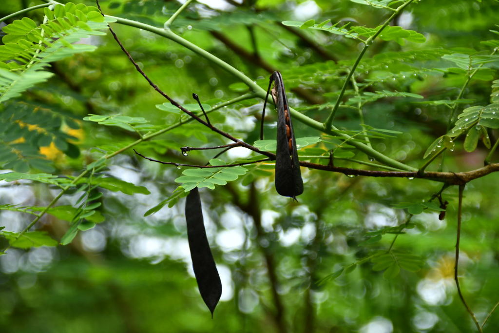 出張35日目 シンガポール植物園