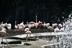 出張20日目 ジュロンバードパーク