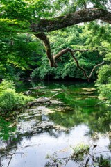 20250718_裏磐梯旅行_五色沼_DSC_1699-2
