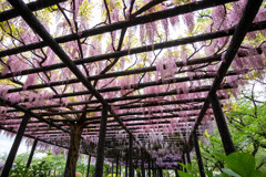 20250426_玉敷公園_DSC_9937-2