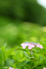 20250601_権現堂_DSC_0891_2