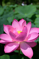 20250621_古代蓮の里_DSC_1300_2