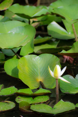西日本出張_20250903_栗林公園_DSC_2250-2