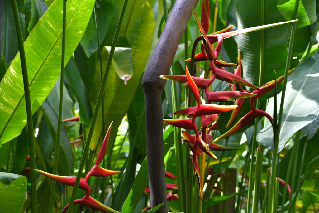 出張5日目 シンガポール動物園