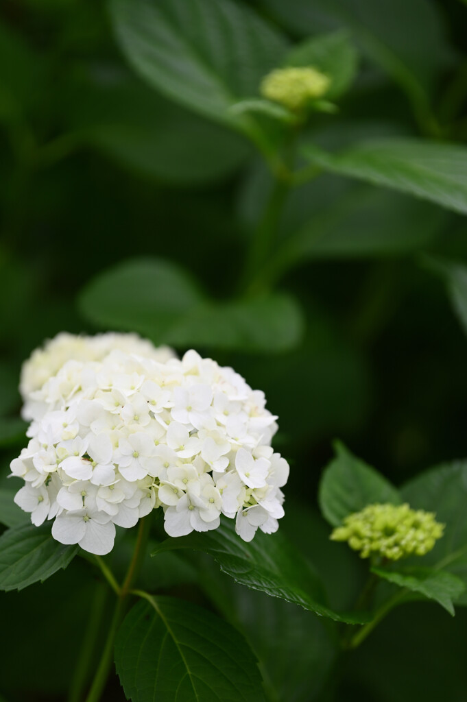 20250601_権現堂_DSC_0933_2